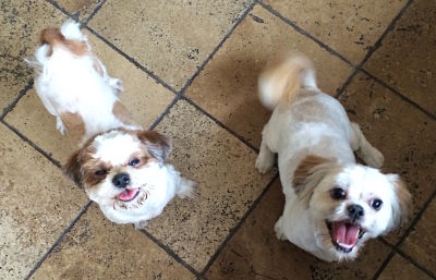 Brock and Benny - Two brown and white Shih Tzu dogs - family pets of Team Keppel Real Estate